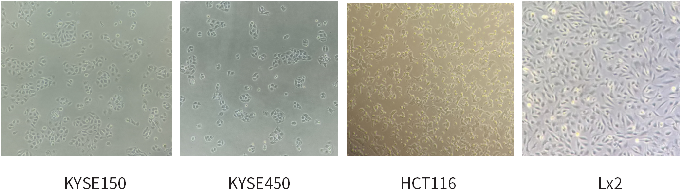 干货 | 细胞培养和胎牛血清使用攻略~