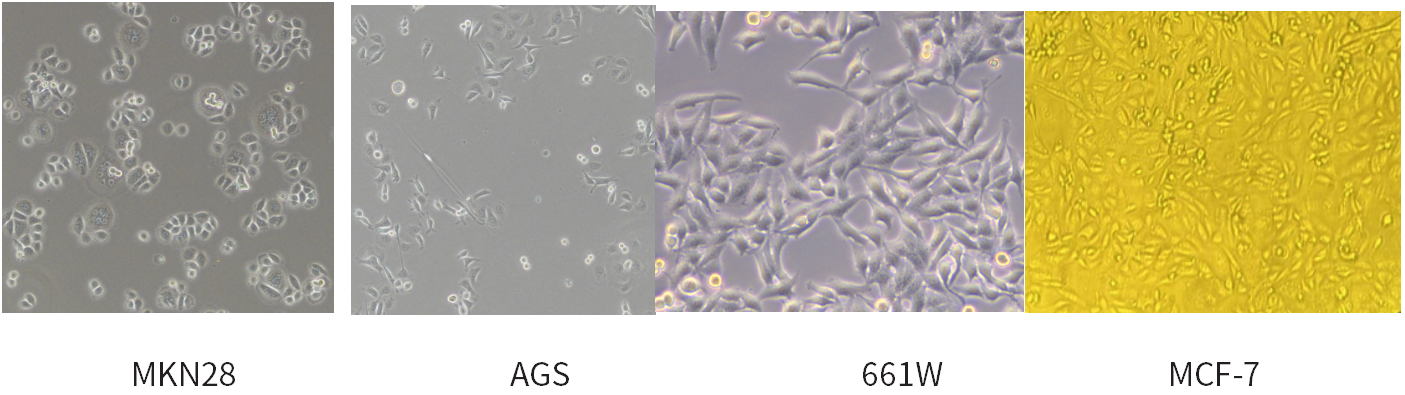 干货 | 细胞培养和胎牛血清使用攻略~