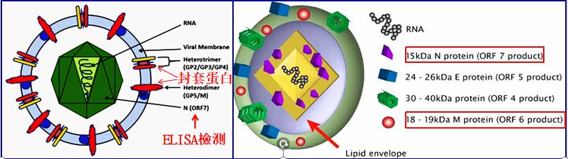 猪蓝耳病毒GP5真核蛋白,PRRSV-GP5蛋白,猪蓝耳病毒