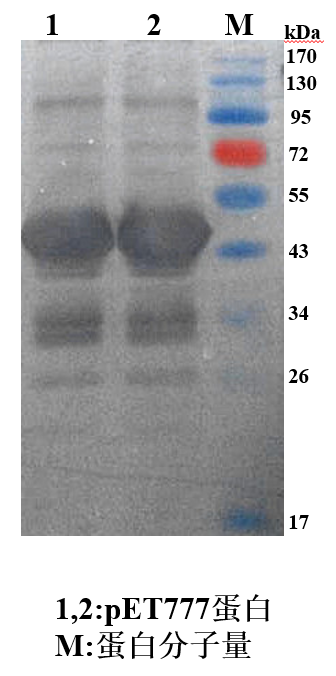猪蓝耳病毒GP5真核蛋白,PRRSV-GP5蛋白,猪蓝耳病毒