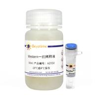 BeyoExo™ CD63 Rabbit mAb (Exosome Validated)