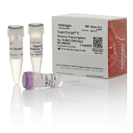 18064022 Invitrogen SuperScript II 反转录酶 高效反转录 10 次反应