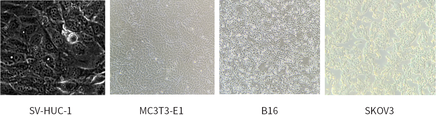 干货 | 细胞培养和胎牛血清使用攻略~