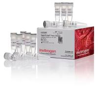 Invitrogen 11904018 用于 RT-PCR 的 SuperScript 第一链合成