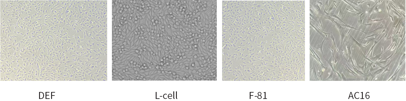 干货 | 细胞培养和胎牛血清使用攻略~