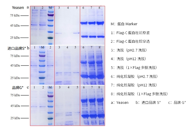 高效便捷!蛋白纯化利器Anti-DYKDDDDK (Flag) Affinity Gel来了!