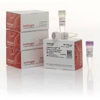 Invitrogen 18080085 thermo SuperScript III 反转