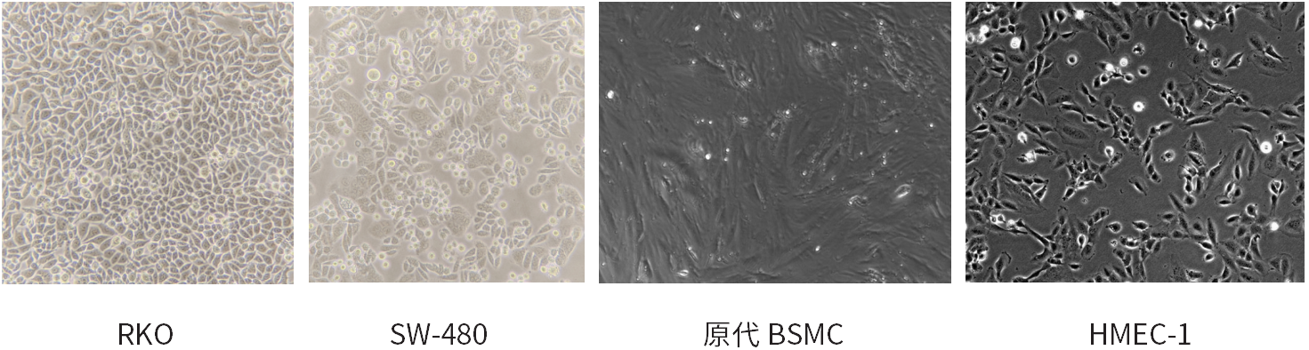 干货 | 细胞培养和胎牛血清使用攻略~