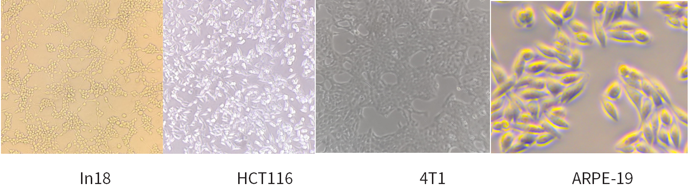 干货 | 细胞培养和胎牛血清使用攻略~