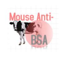Monoclonal Mouse Anti-BSA小鼠抗牛血清白蛋白