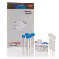 pHrodo Antibody Labeling Kits(Thermo Fisher P35356 现货特卖)