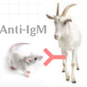 Goat Anti-Mouse IgM（u chain）山羊抗小鼠IgM（u chain）