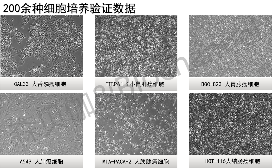 胎牛血清怎么做到批次稳定