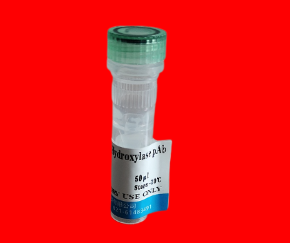 重组人MC1R蛋白(N-His)