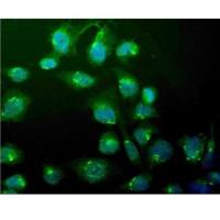 WEE1 Polyclonal Antibody(Thermo Fisher PA5-95636 现货特卖)