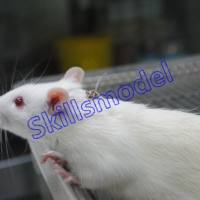 大鼠胃插管模型