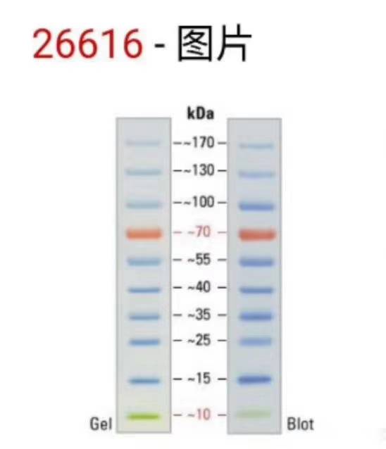 Fermentas货号26616蛋白Marker现货Page