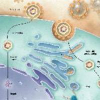 Monoclonal Mouse Anti-HBcAg小鼠抗乙肝核心抗原  