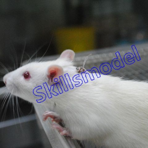 小鼠颈动脉插管模型