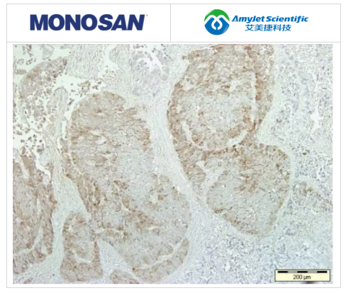 MONOSAN-小鼠抗CD57,克隆NK-1(单克隆)超值购！
