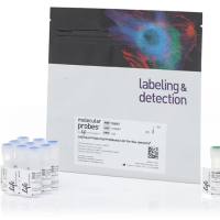 CellTrace Violet 细胞增殖试剂盒，用于流式细胞分析(Thermo Fisher C34557 现货特卖)