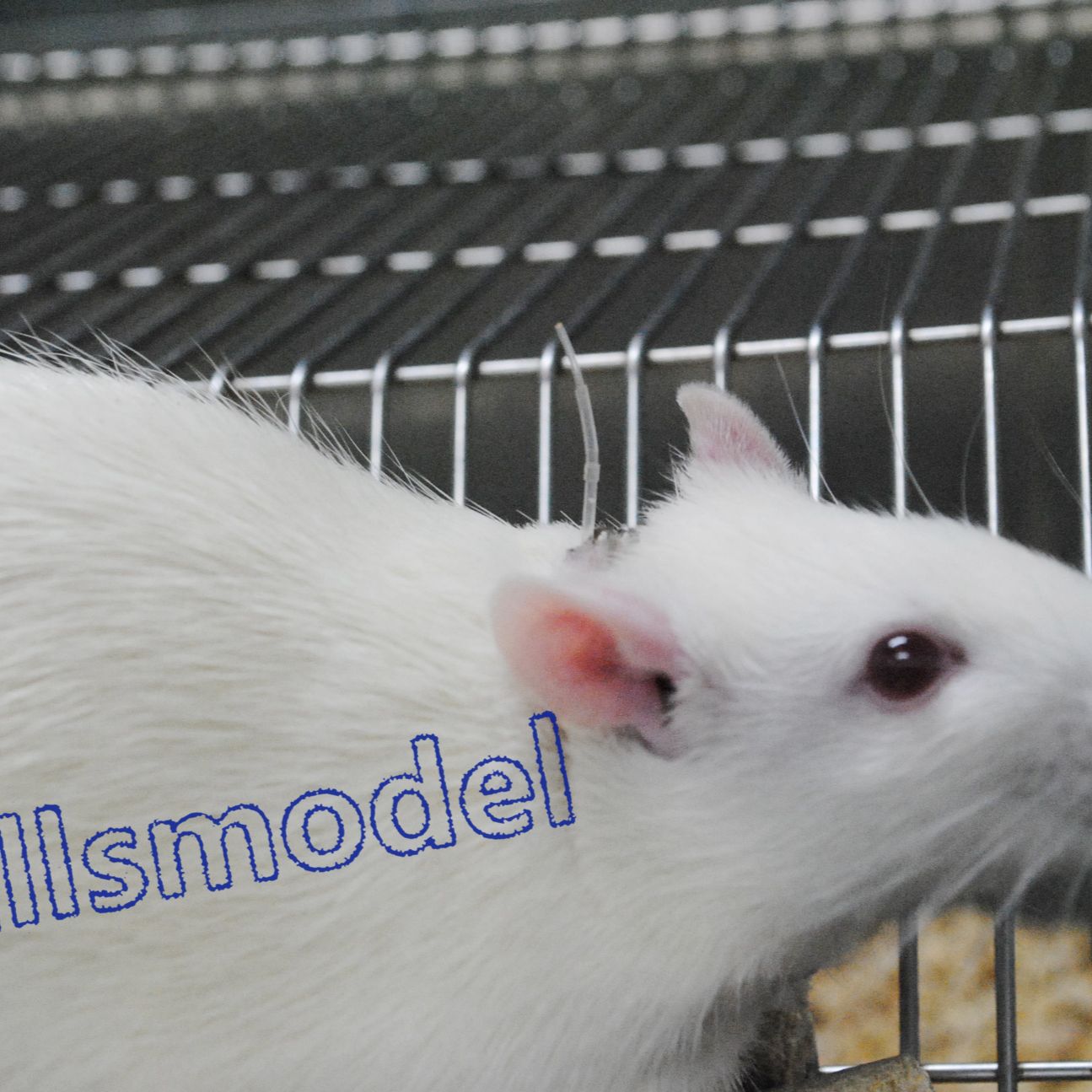 大鼠颈静脉&股静脉双插管模型