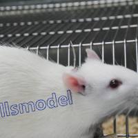 大鼠颈静脉&股静脉双插管模型