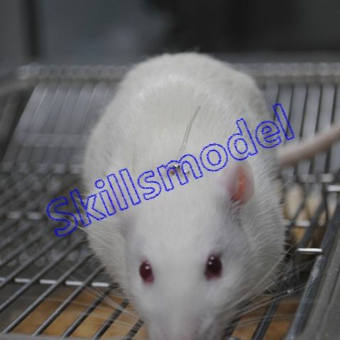 小鼠胃插管模型