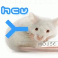 Monoclonal Mouse Anti-HCV	小鼠抗HCV