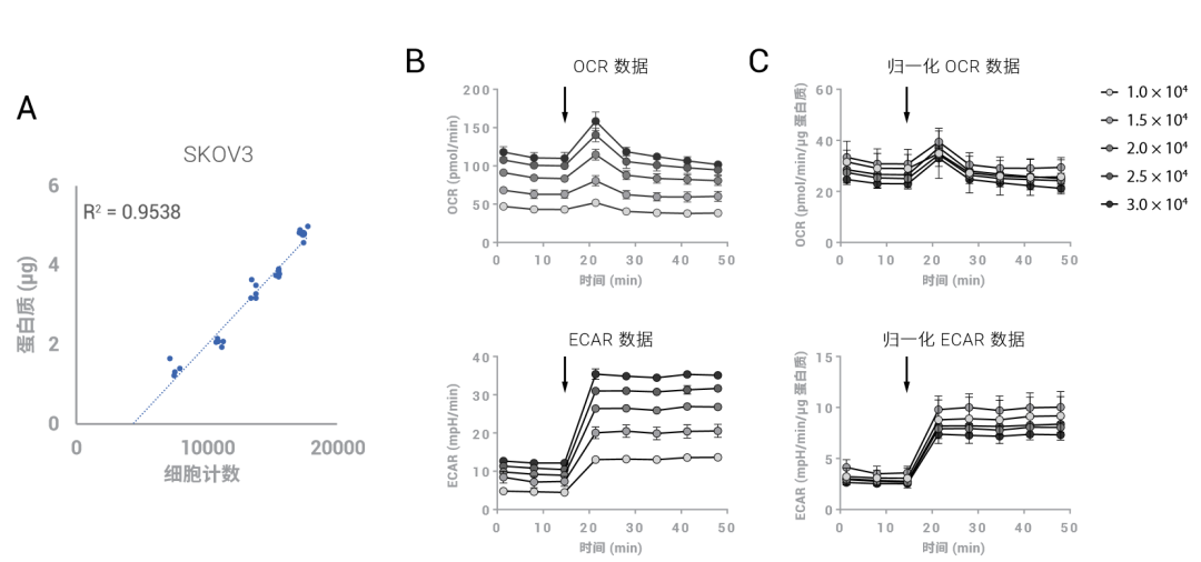 重要！您的能量代谢数据是否进行了正确的归一化？