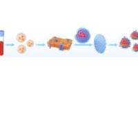 负载吲哚菁绿的脂质体被中性粒细胞膜包裹