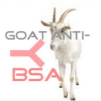 Polyclonal Goat Anti-BSA山羊抗牛血清白蛋白