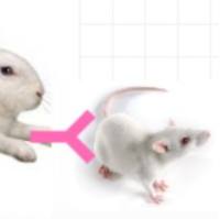 Rabbit Anti- Mouse IgG(h+l)兔抗小鼠IgG(H+L)