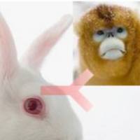 Rabbit Anti-Monkey IgG（h+l）兔抗猴IgG(H+L)