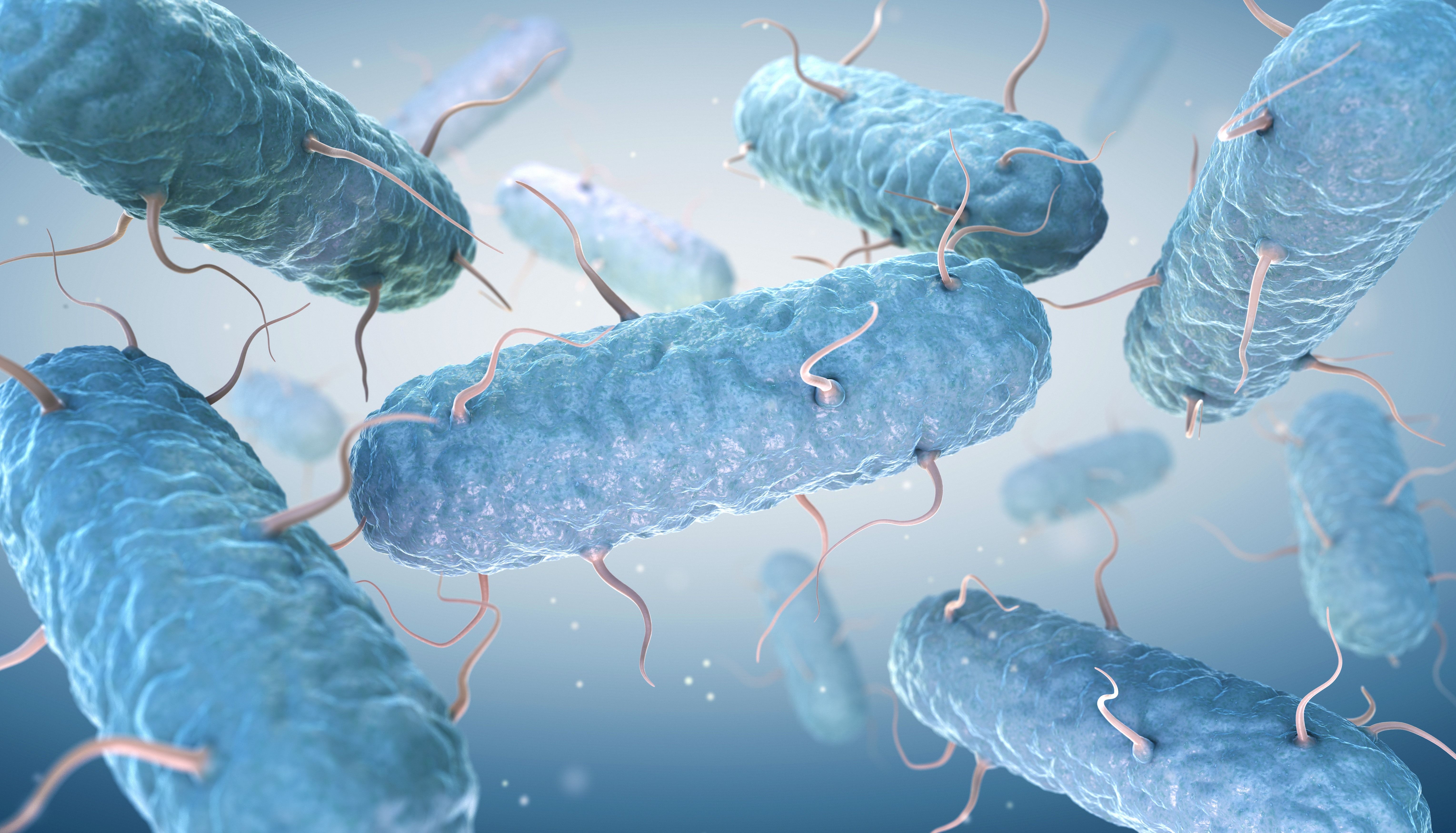 原核表达技术方法