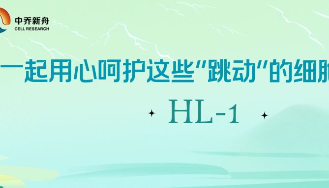 一起用心呵护这些“跳动”的细胞HL-1！