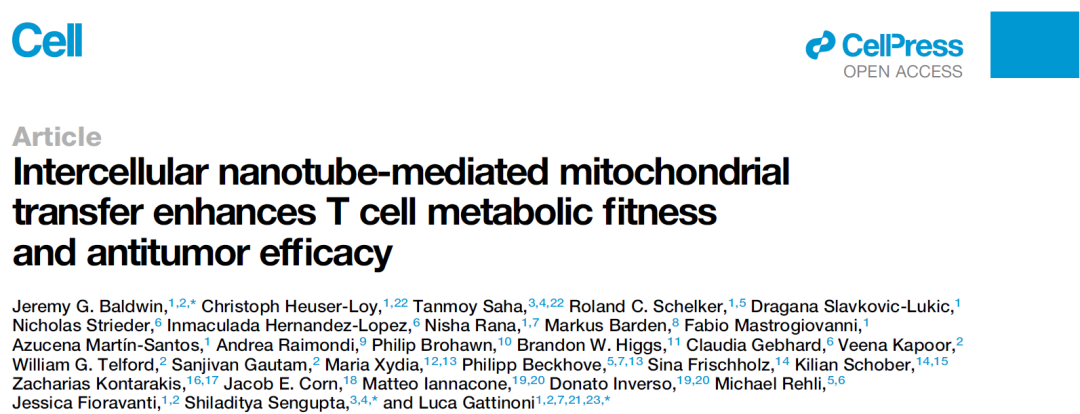 Cell：为 T 细胞输送能量！细胞间线粒体转移增强 T 细胞代谢适应性和抗肿瘤能力