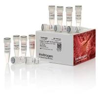  18080051 ThermoFisher SuperScript III 第一链合成系统 50