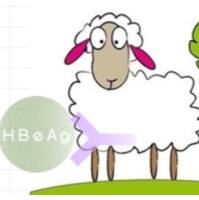 Polyclonal Goat Anti-HBeAg山羊抗乙肝e抗原