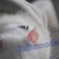 大鼠颈静脉&胆管双插管模型