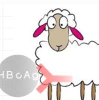 Polyclonal Goat Anti-HBcAg山羊抗乙肝核心抗原