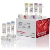 Thermo Invitrogen 18091200 SuperScript IV 第一链合成