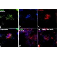 CD20 Polyclonal Antibody(Thermo Fisher PA5-16701 现货特卖)