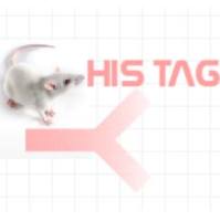 Monoclonal Mouse Anti-His Tag	小鼠抗His-tag
