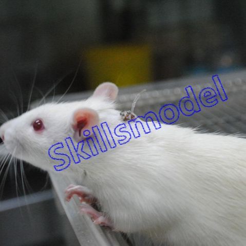 大鼠颈静脉&十二指肠双插管模型