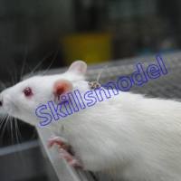 大鼠颈静脉&十二指肠双插管模型