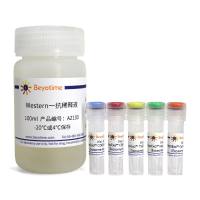 BeyoExo™外泌体鉴定试剂盒(CD63, CD9, TSG101, Hsp70