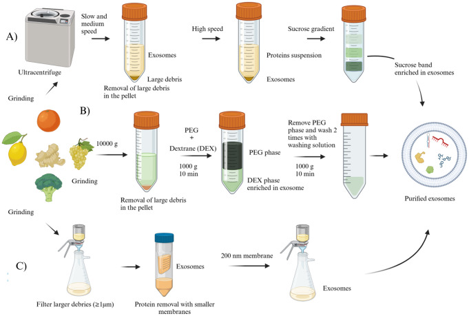 植物外泌体提取