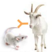 Goat Anti-Mouse IgG（h+l）山羊抗小鼠IgG(H+L)