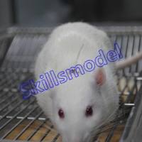 大鼠十二指肠插管模型